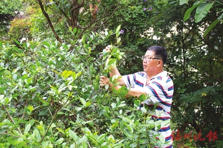 林建志:为父圆梦 制茶有道