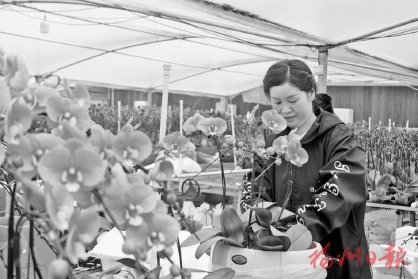 连江10万盆兰花飘香全国