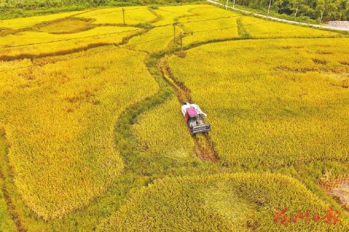 水稻丰收　满地金黄