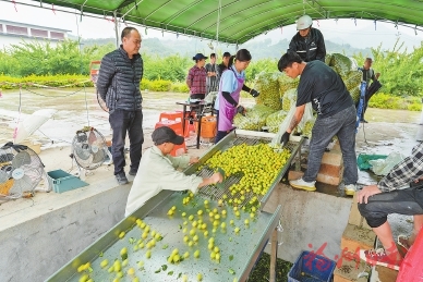 永泰：解锁“绿色”密码　走好共富之路