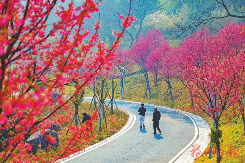 长乐南山生态公园　百株山樱盛放