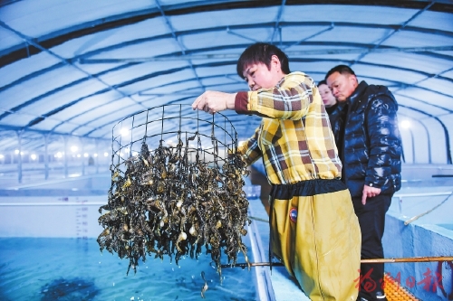 罗源“宝马”渐成大产业