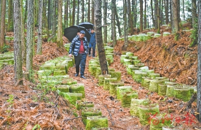 永泰蹚出乡村振兴新路子