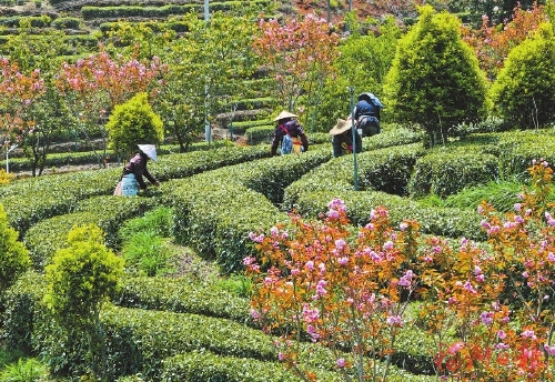 水保赋能　茶香满园