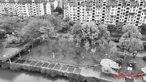 三处河道公园新增百棵开花树木