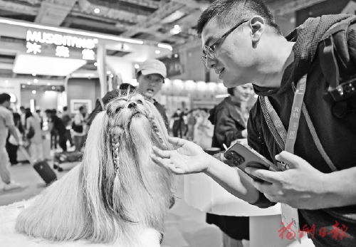 它博会宠物展：人犬互动