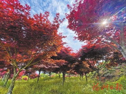 金田枫叶惹人醉