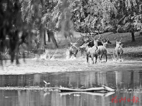 ��¹���ؼҡ���ʮ�أ��ӱ������������¹��