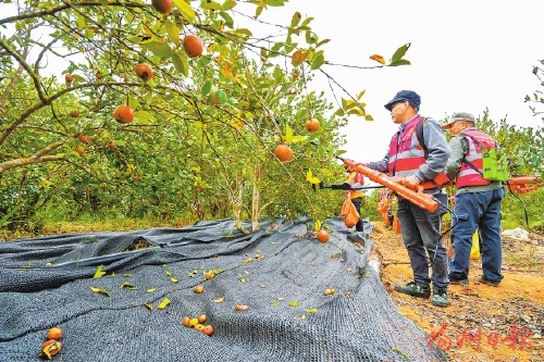 ��̩��������������¸���