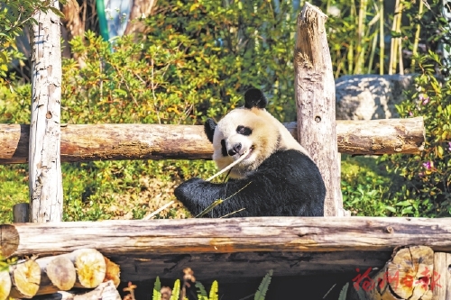 һ�ο�԰ף����Ƶ��д������è��Ե