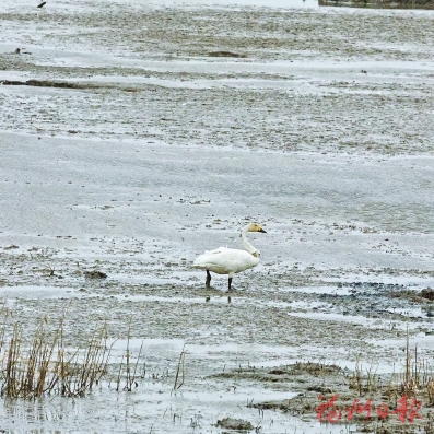 三只小天鹅的湿地奇遇