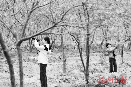 ��ӣ��֦ӭ�´�����������������