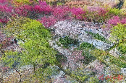 自主培育“樱花瀑布”惊艳绽放