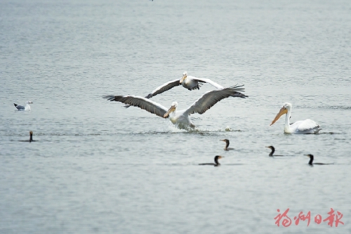 卷羽鹈鹕成群飞临罗源湾 卷羽鹈鹕成群飞临罗源湾