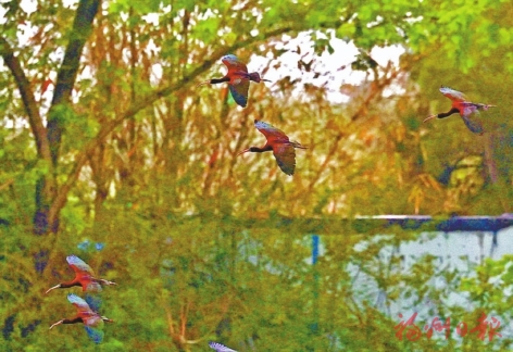 九只彩鹮现身连江山堂村 九只彩鹮现身连江山堂村