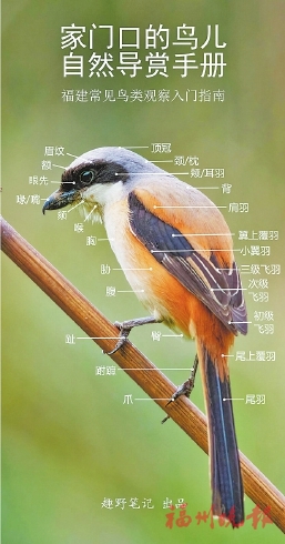 小小口袋书收录136种福州常见鸟
