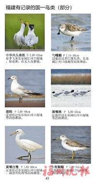 小小口袋书收录136种福州常见鸟
