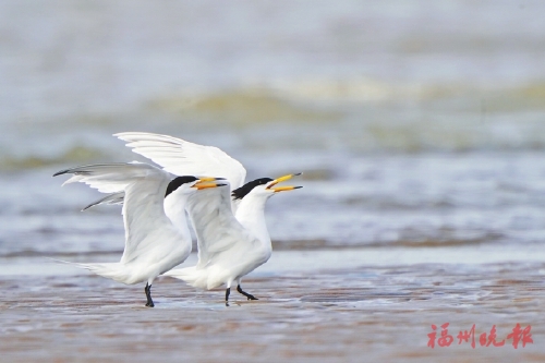 福州有438种鸟　不少“稀客”变“常客”