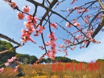 梅花古城：千年梅花岁月长