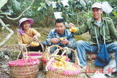 福清一都枇杷开始上市啦