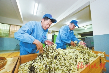 好一朵茉莉花　好一杯文化茶
