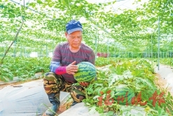 连江洪塘村的“禾下乘凉梦”