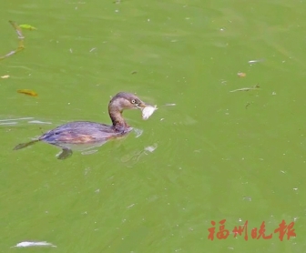 小鸊鷉安了家，交到好朋友