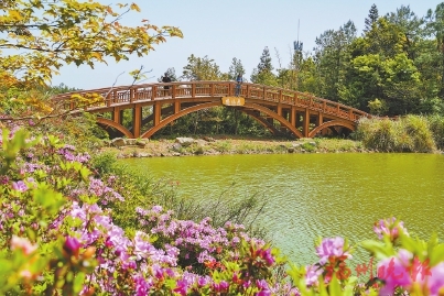 春日鼓岭花正浓