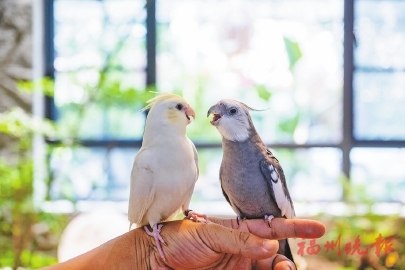 ���������ˡ������ݡ��񿧡�