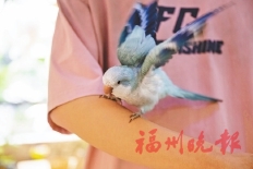 ���������ˡ������ݡ��񿧡�