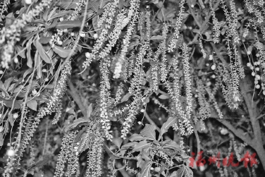 �컨��������ʢ��