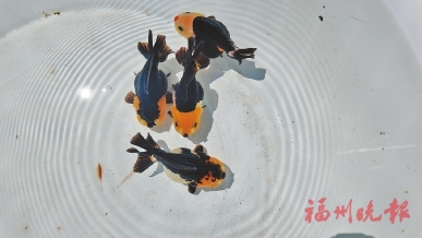 ���ݱ�����Ŀ����è���㡰������