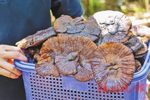 ����С��������֥����