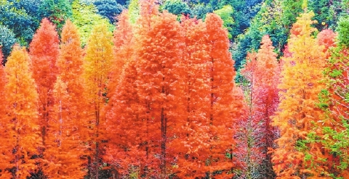 ��������ˮɼ�������족