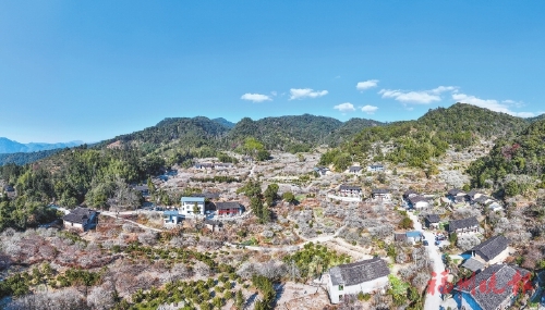 ��̩����÷֮�硡�����ɡ�ѩ��