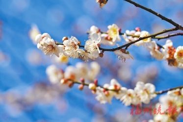 ��̩����÷֮�硡�����ɡ�ѩ��