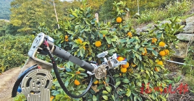 ������������ժ����������