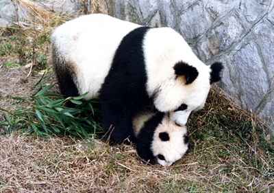 һ������Ƭ��һ�ζι�����Ե