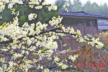 ��̩�������ʢ��