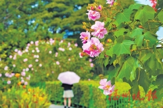 ˪�����쾲���ﻨ������