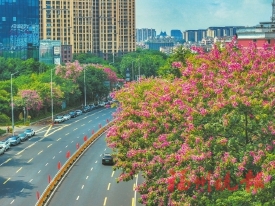 ˪�����쾲���ﻨ������