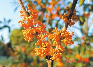 ˪�����쾲���ﻨ������
